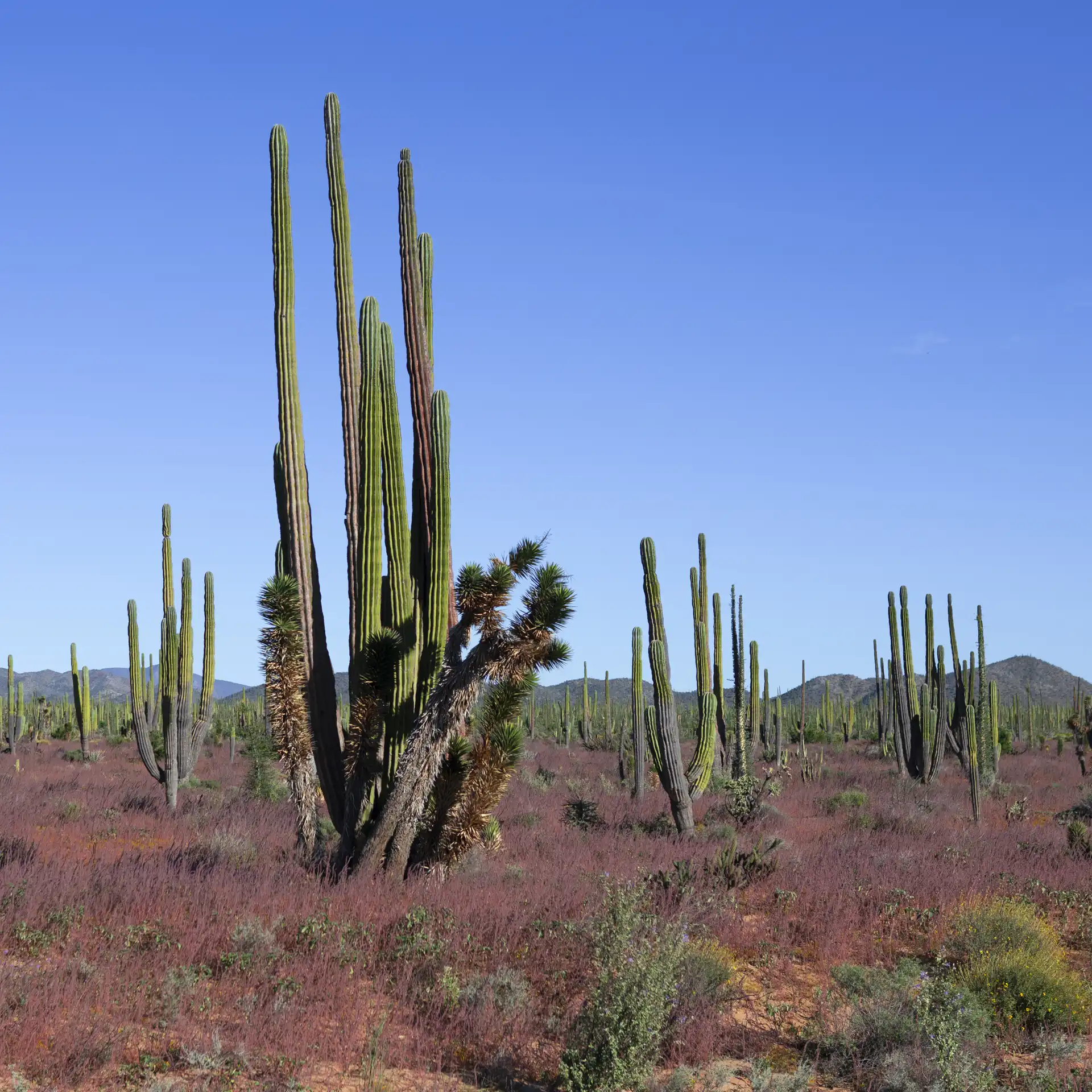 Baja California