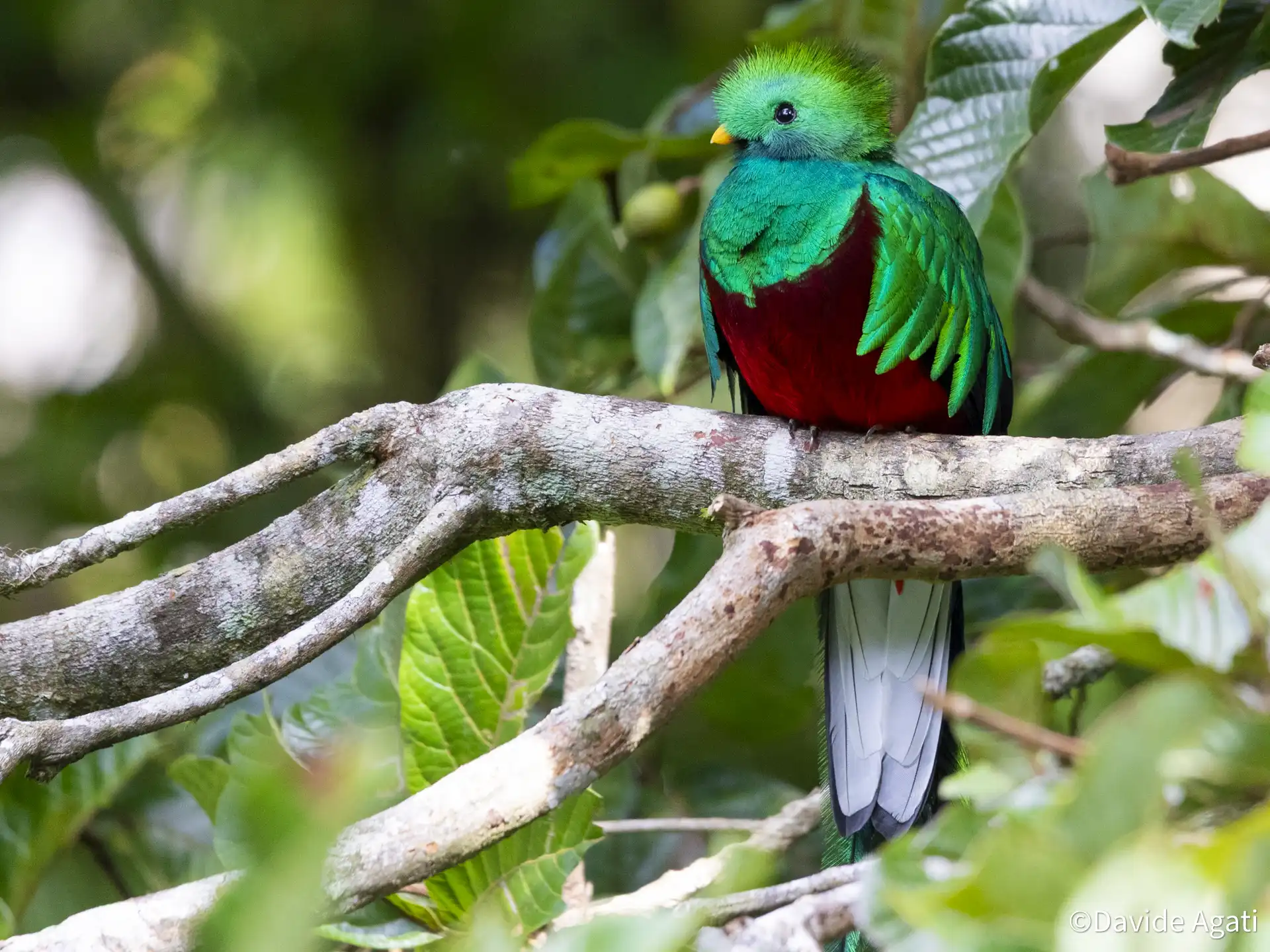 Monteverde