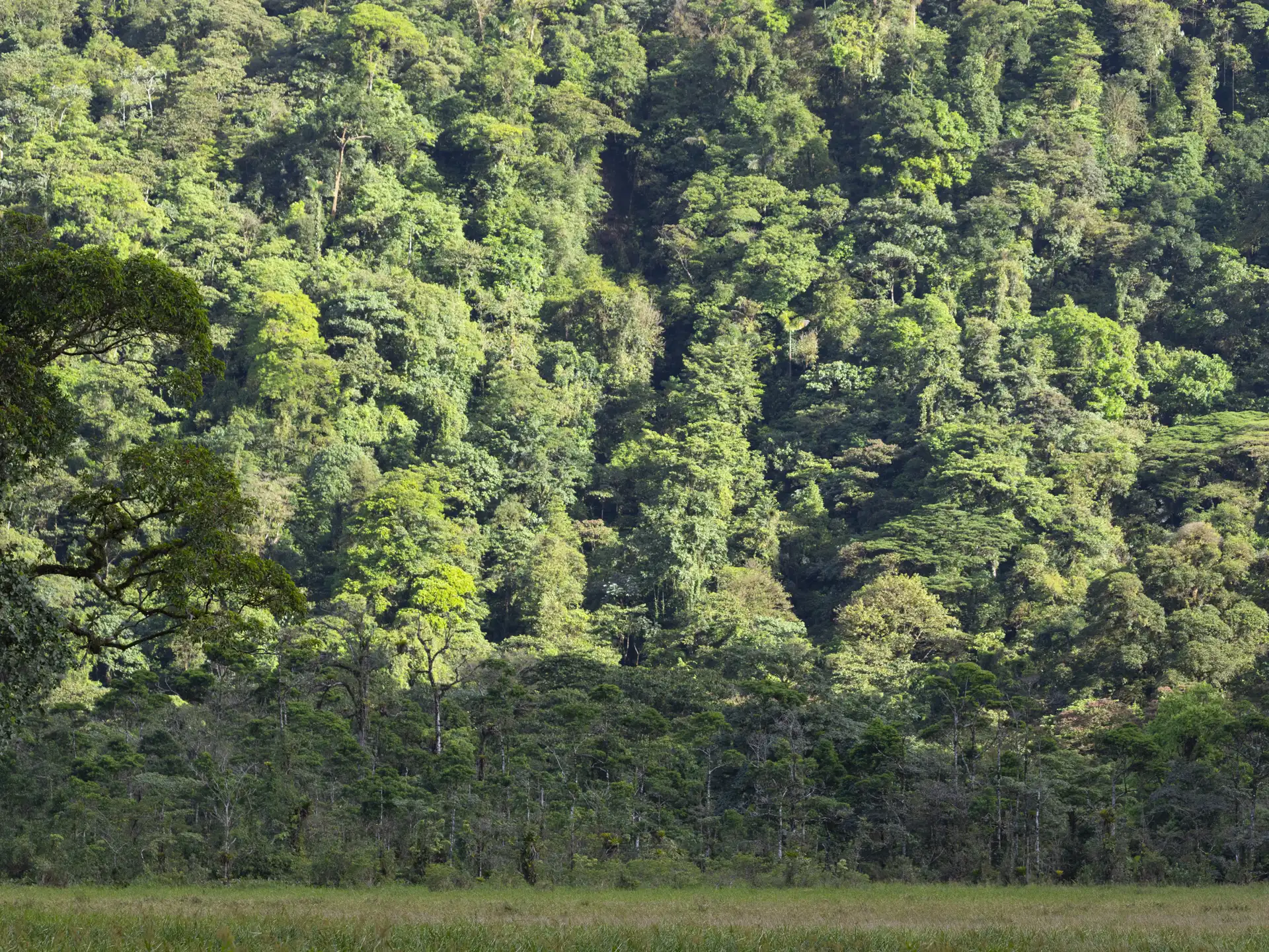 Tapir Valley